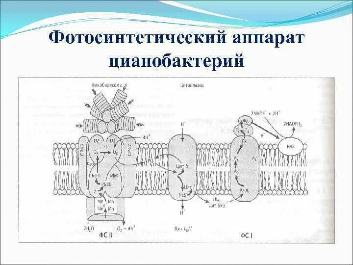 Возникновение фотосинтеза у прокариот. Фотосинтетический аппарат цианобактерий. Строение фотосинтетического аппарата бактерий. Фотосинтетический аппарат растительной клетки локализован в:. Фотосинтетический аппарат растений состав.