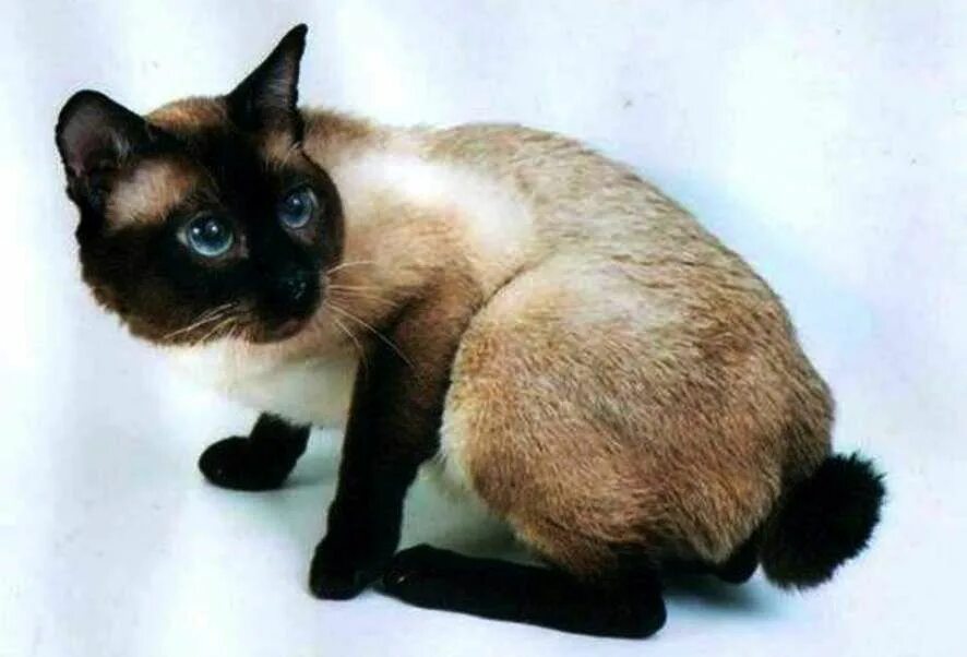 Хвост сиамской кошки. Меконгский бобтейл. Тайский бобтейл. Меконгский бобтейл кошка. Сиамский бобтейл кошка.