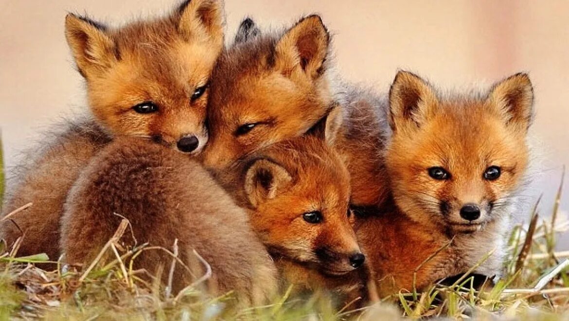 Лисенок засыпает с зайчонком. Лисы в тульской области. Нлвлрождённый лисёнок. Пятеро лисят. Семья лис.
