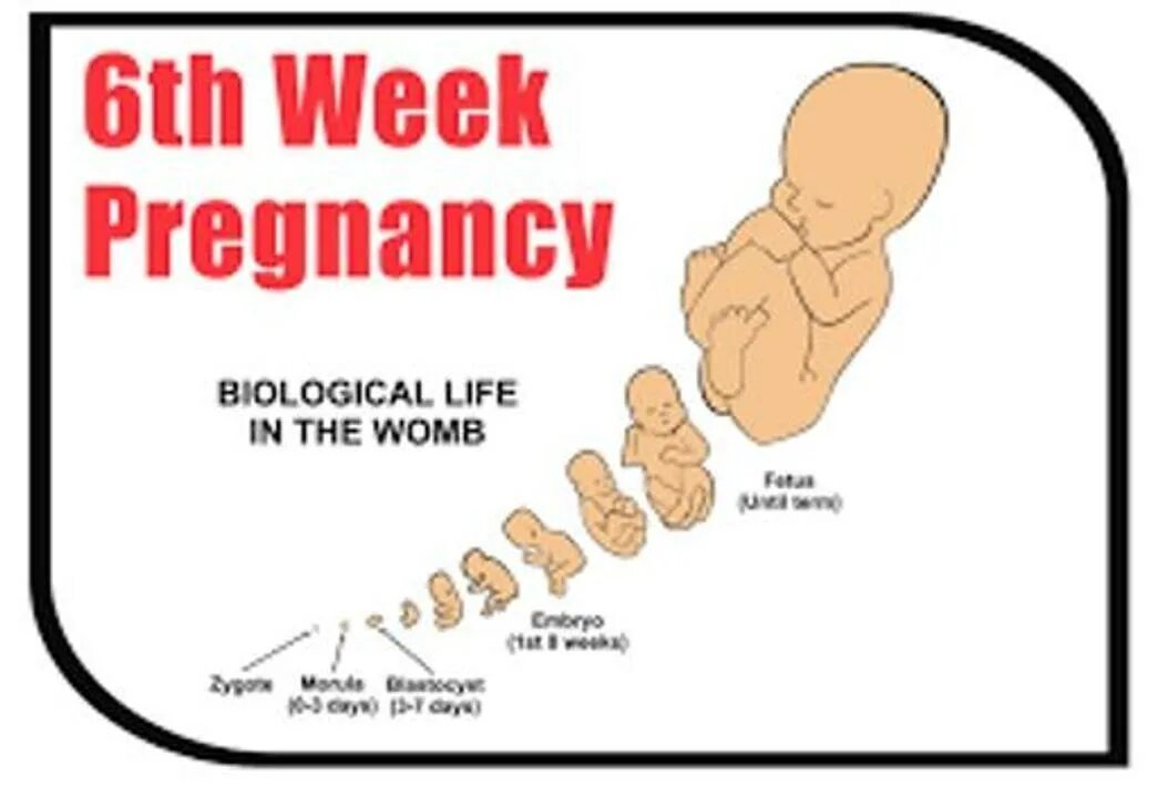 1 Week pregnant. Первая неделя июня