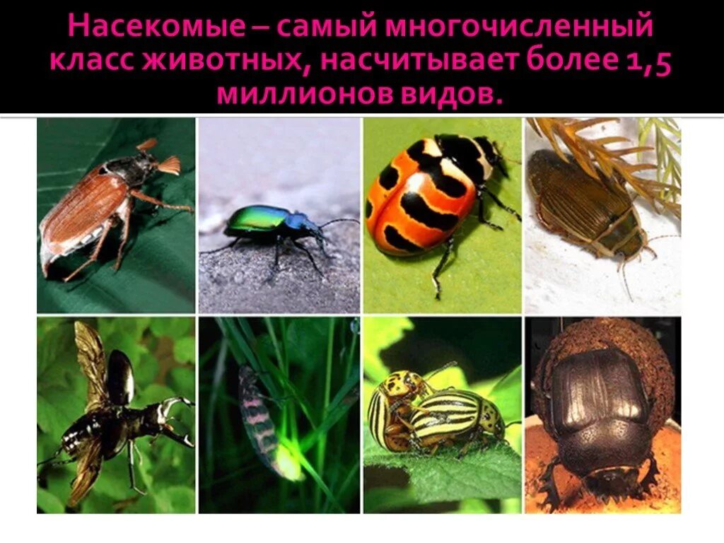 Какие среды освоили жуки. Отряд жуки представители список. Многообразие насекомых отряды. Жесткокрылые насекомые представители. Класс насекомые многообразие.