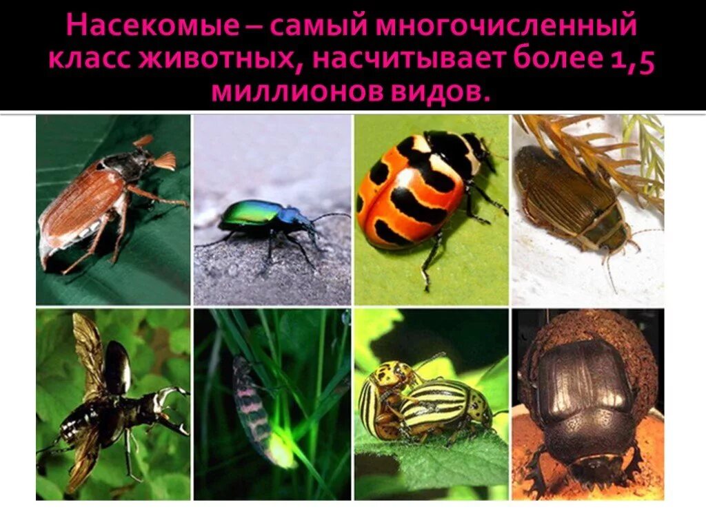 Типы насекомых. Отряд жесткокрылые жуки. Жесткокрылые жуки представители. Отряд жесткокрылые среда обитания. Представители отряда жуки или жесткокрылые.