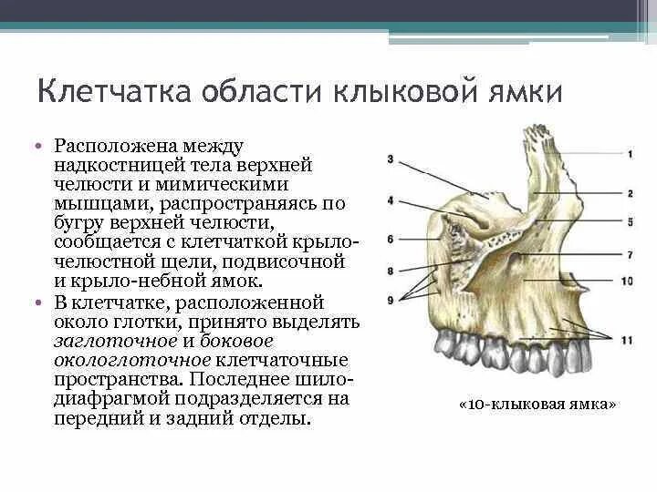 Клыковая ямка. Клетчатка области Клыковой ямки. Подглазничное отверстие верхней челюсти. Клыковая ямка расположена. Верхняя челюсть анатомия кратко.