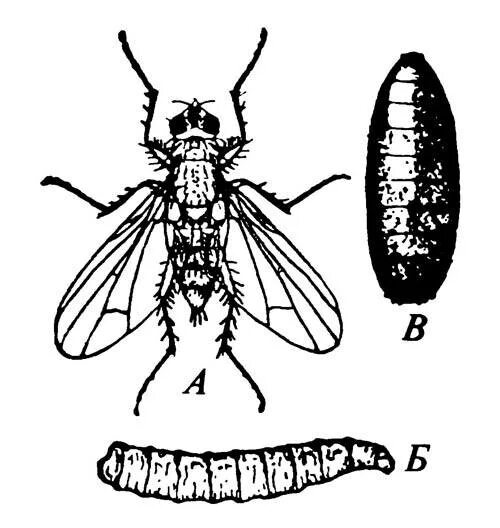 Зеленая мясная муха тип развития. Вольфартова Муха жизненный цикл. Вольфартова Муха личинки. Цикл развития комнатной мухи. Вольфартова Муха строение.