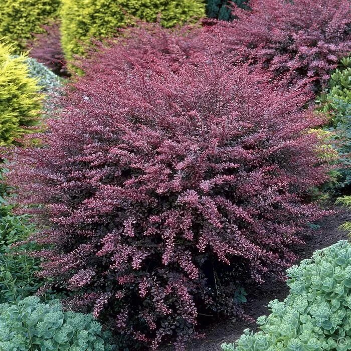 Файл:Euonymus alatus Toronto.JPG - Вікіпедія