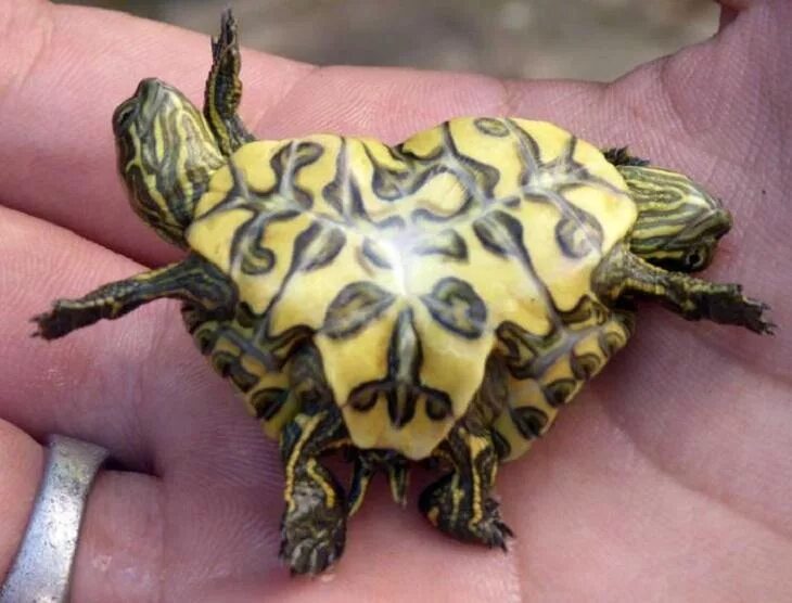 Двухголовая красноухая черепаха. Черепаха мутант. Черепаха сухопутная двухголовая. Мутации черепах. Черепахи мутанты красноухие.