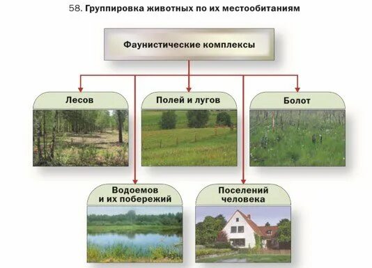 Фаунистический комплекс. Фаунистические комплексы виды. Фаунистический комплекс таблица. ХАПРОВСКИЙ фаунистический комплекс. Группировки животных