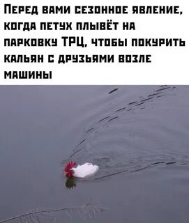 Свежие приколы 2024