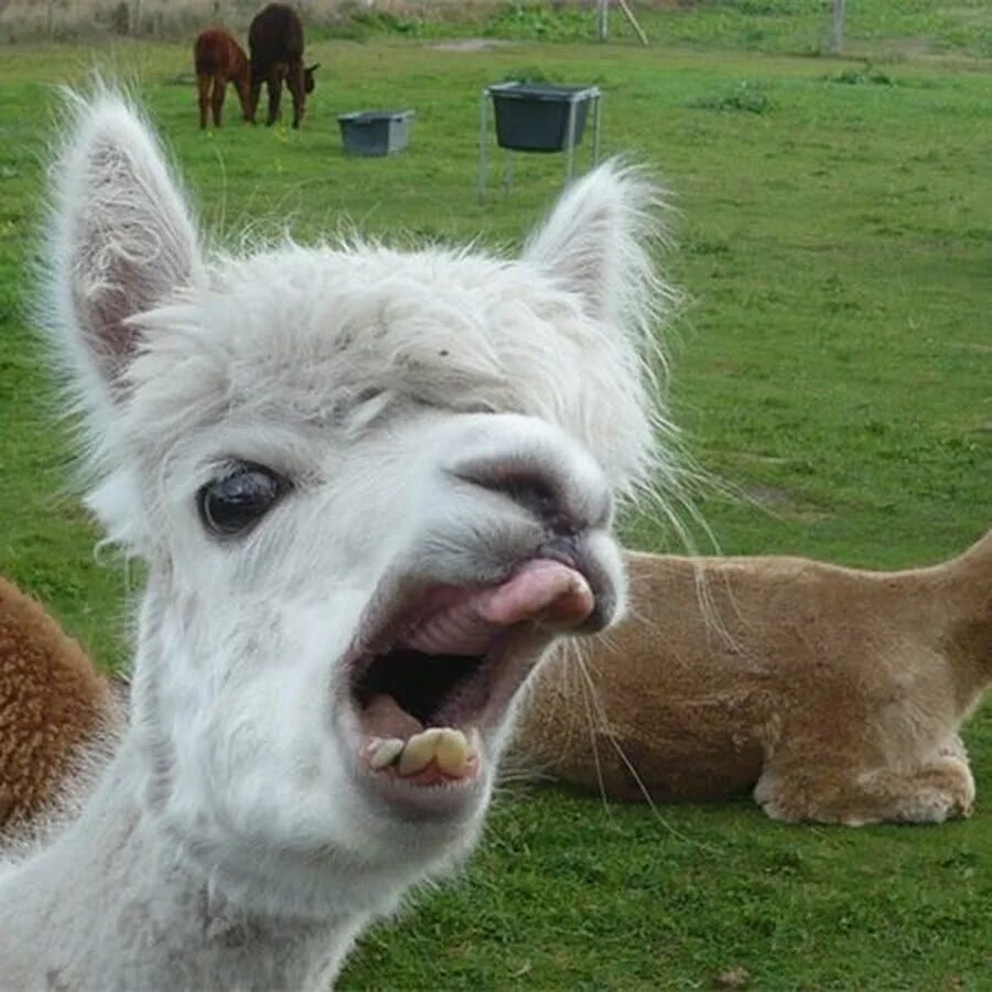 Альпака мачу пикчу. Альпака уакайа. Включи 4 лам. Включи 4 лам. Мерч а4 гелик.