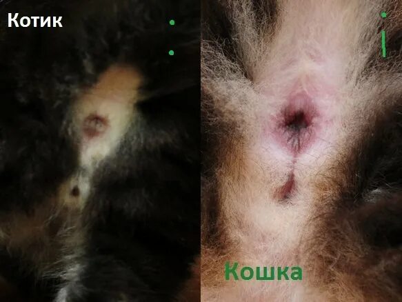 Как различить котенка девочку. Как определить пол котенка. какопредеелить пол котенка.
