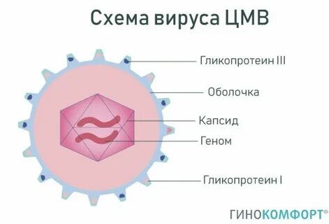 Герпес 5 типа