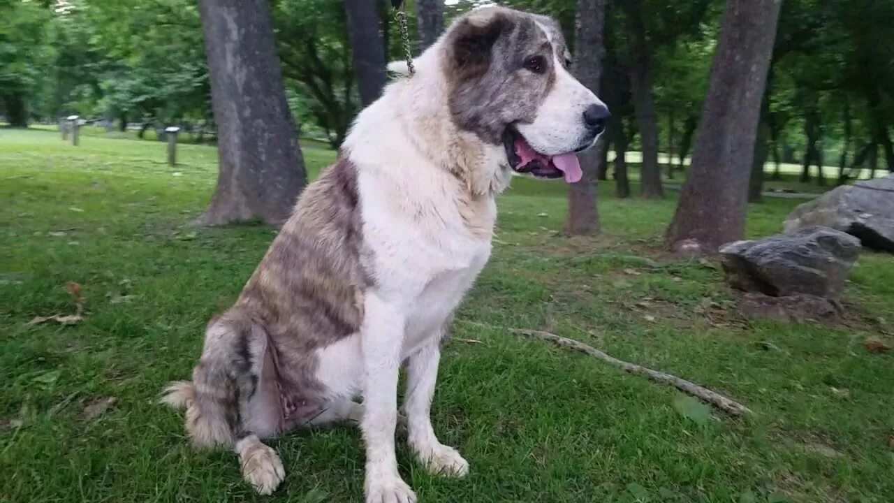 Собака алабай в год. Алабай. алабай 1 год. королевский алабай. алабай 2 года.
