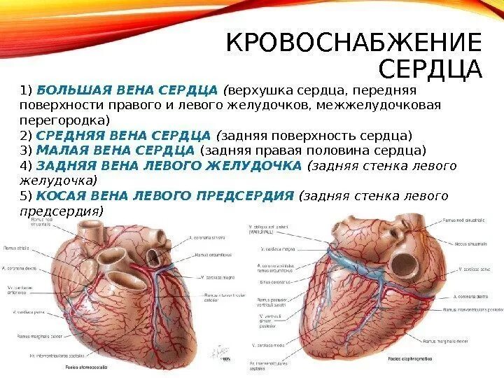 Коронарные артерии кровоснабжают. Строение сердца, сосуды (артерии и вены). Сердце строение анатомия кровоснабжение. Венечные артерии сердца анатомия. Строение сердце вены анатомия.