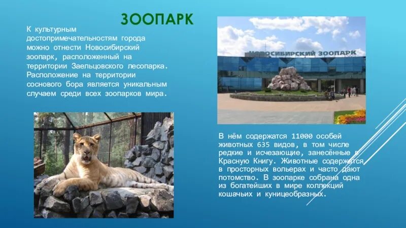 Проект про зоопарк 1 класс : "Весеннее настроение". Цветы своими руками. Мастер-класс