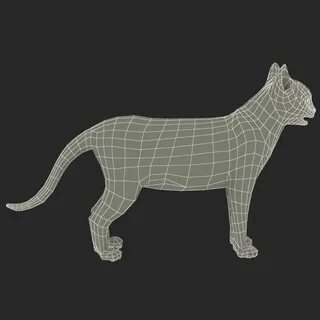 Cat model