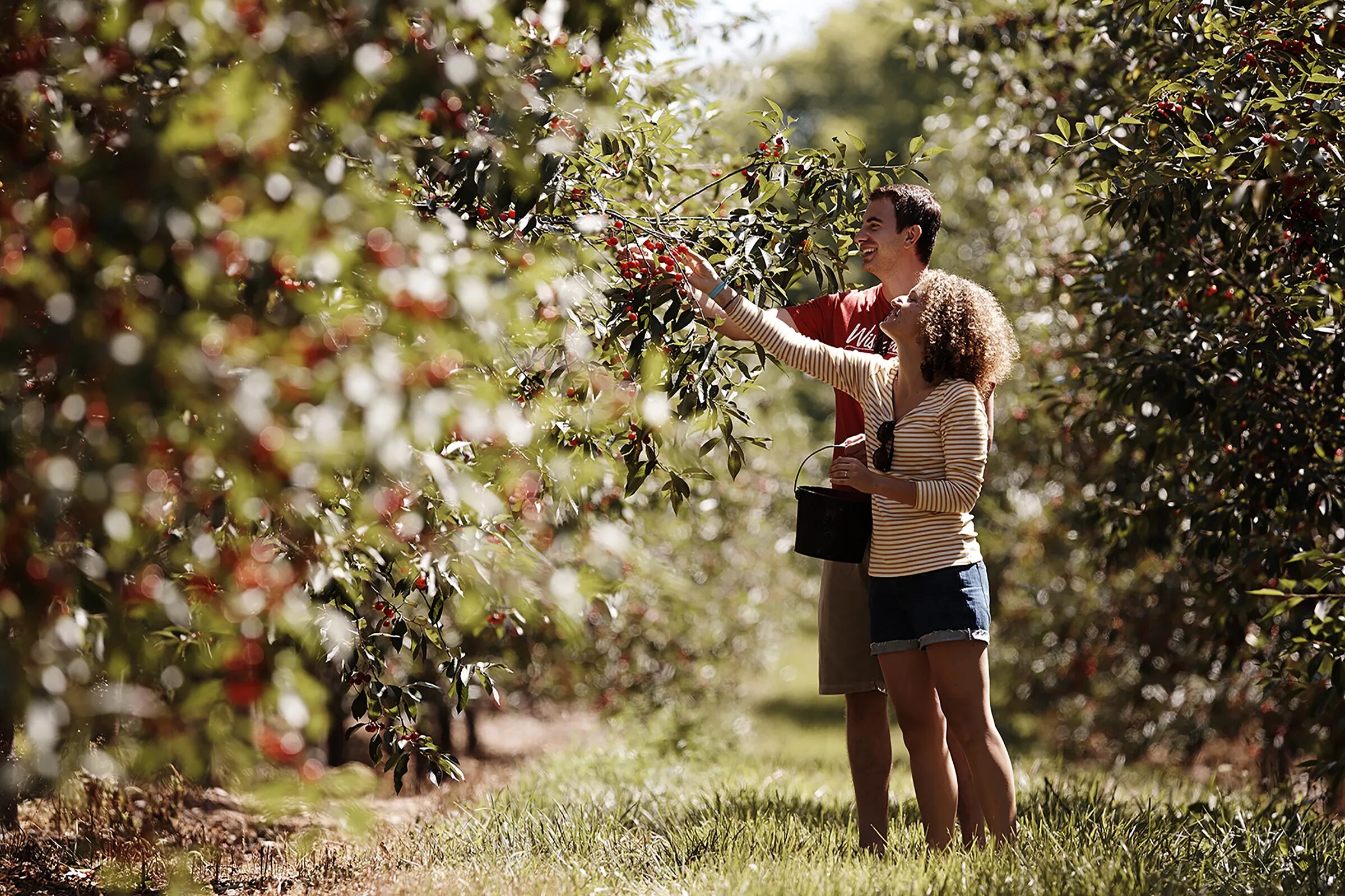 Picking up attributes. Черри пикинг. Berry picking. Orchard picking. Orchard Harvest.