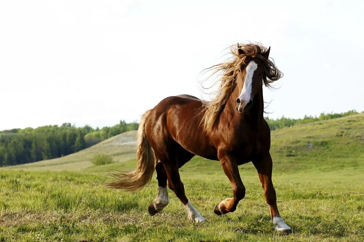 Horse pictures. Гнедой Мустанг. Порода Мустанг жеребенок. Красивый конь. Лошадь бежит.
