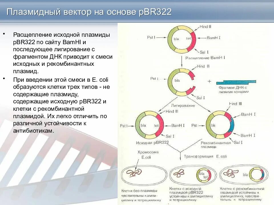 Векторы плазмиды. Плазмидный вектор pbr322. Плазмида pbr322 схема. Вектор на плазмида pbr322. Векторы на основе ti-плазмид.