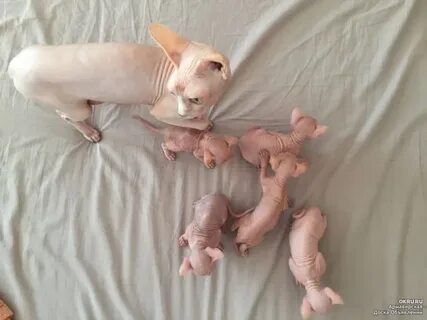 Котенок сфинкса 1 месяц