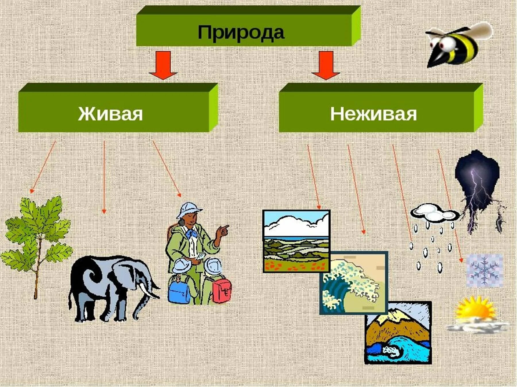 Картинки живой и неживой природы. Живая и неживая природа. Схема живой и неживой природы. Жива я и нерживая природа. Живая и нен Живвая природа.