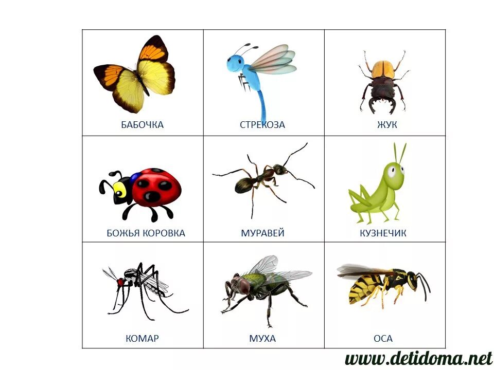 Муравей по слогам. Насекомые для детей. Насекомые для дошкольников. Карточки для детей. Насекомые. Насекомые с названиями для детей.