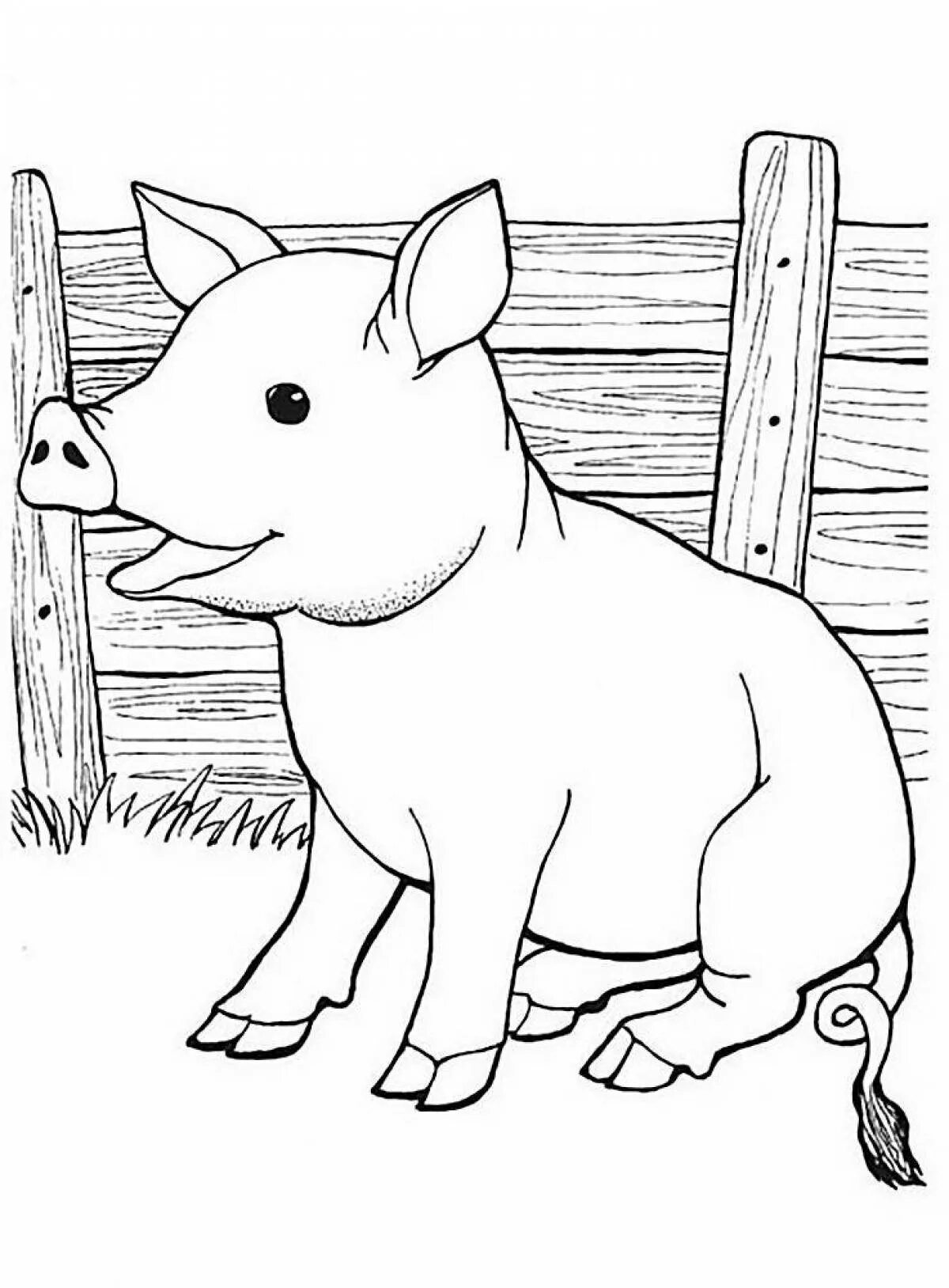 Pig coloring