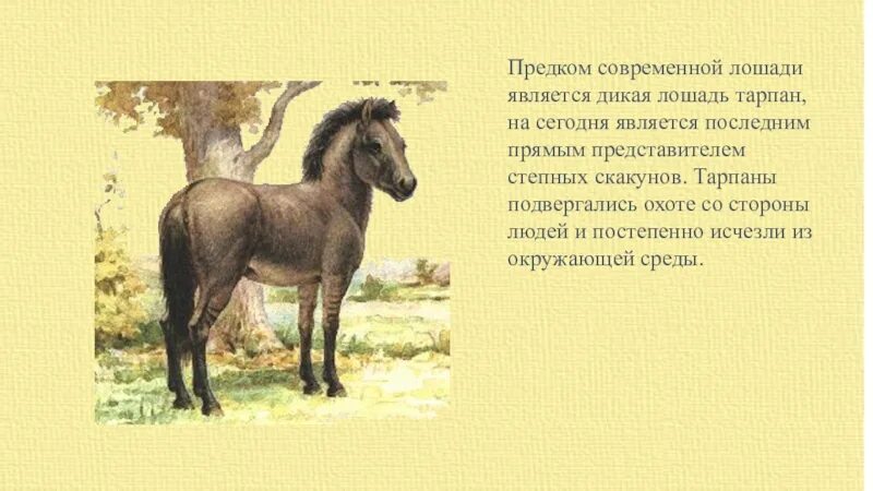 Лошадь является диким животным. Дикая степная лошадь тарпан. предок лошади тарпан. тарпан вымершее животное. тарпан исчезла.