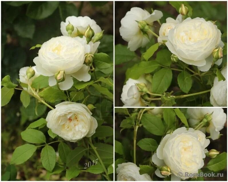 Клэр остин описание. Роза английская клэр остин. Клэр остин описание. Роза парковая клэр остин. Клэр остин claire austin роза.