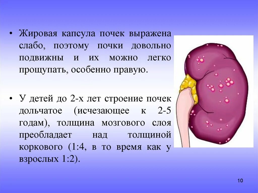 Фиброзное изменение почек