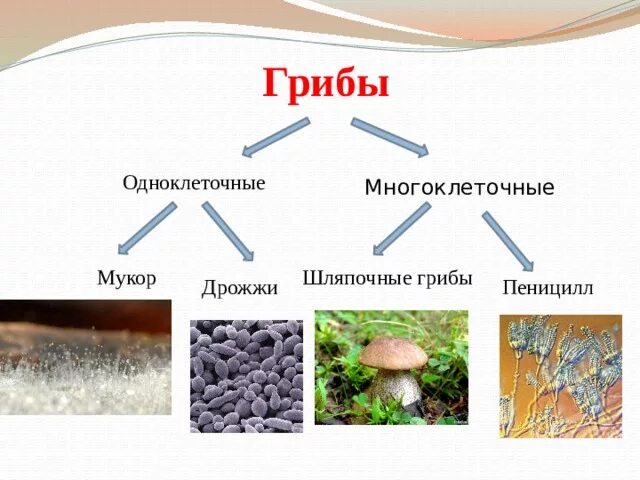 Многоклеточные грибы 5 класс биология. Схема грибы одноклеточные и многоклеточные. Классификация многоклеточных грибов. Грибы классификация грибов одноклеточные многоклеточные.