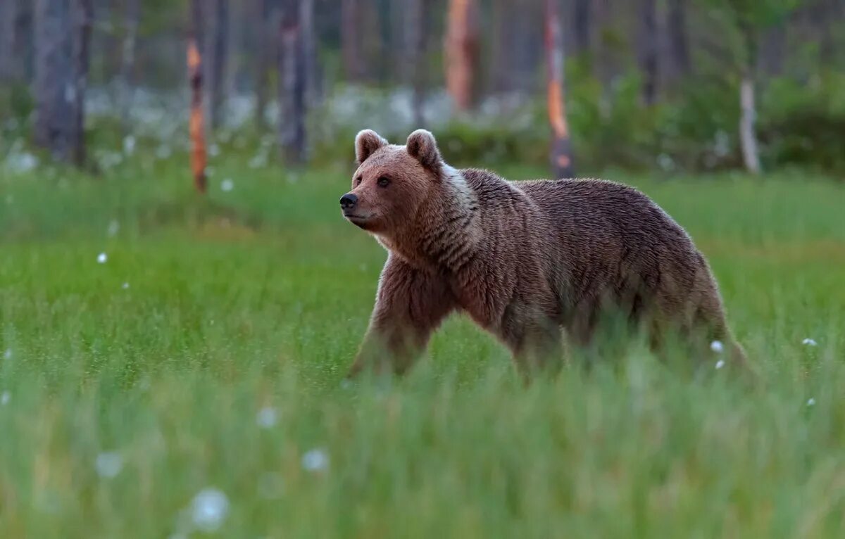Шерстка летом