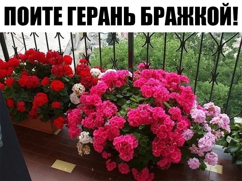 Чтобы пышно цвели герани. Пеларгония ампельная ангел. пеларгония ампельная микс. пеларгония пышное цветение. герань ампельная черная.