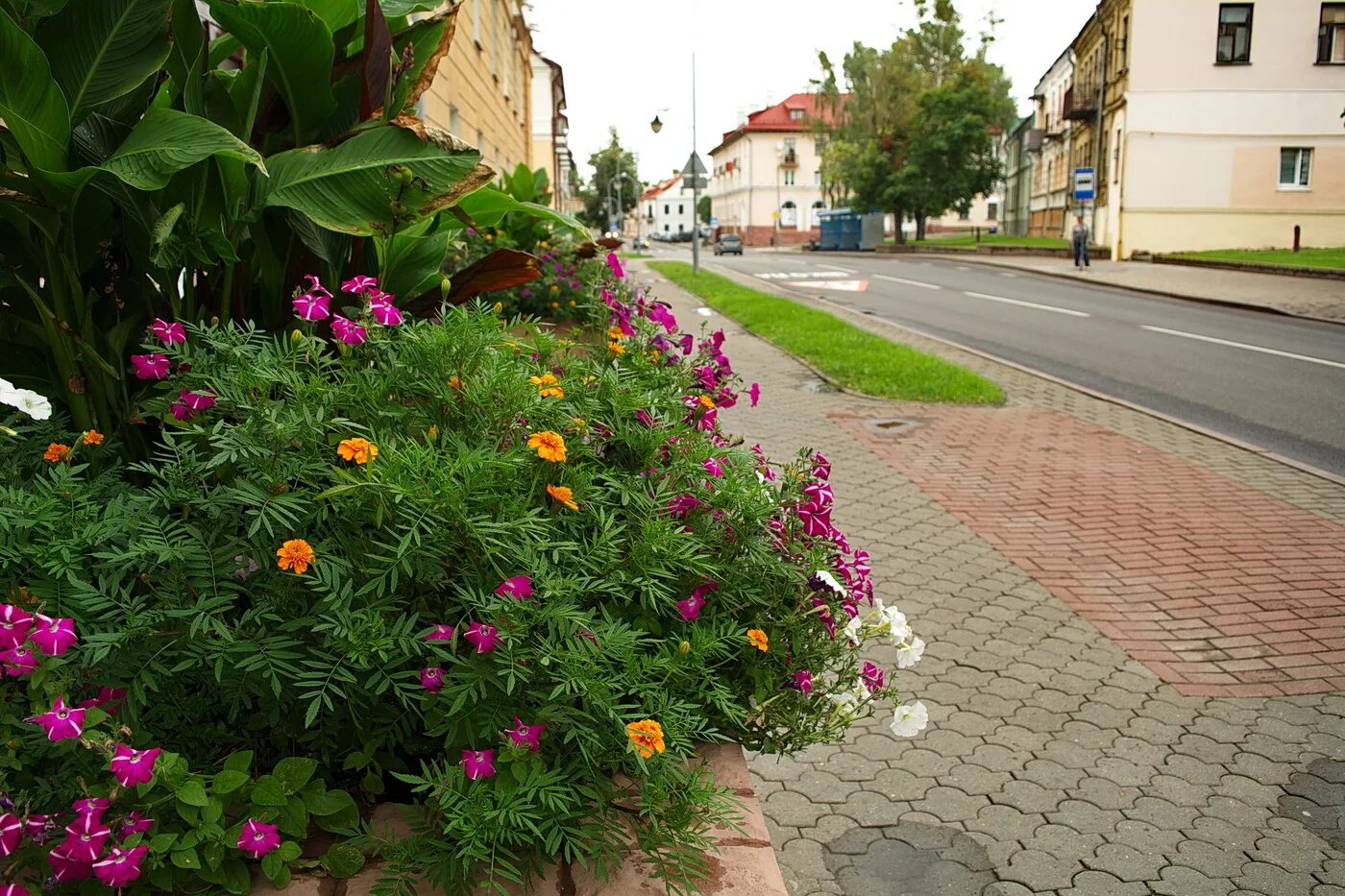 Street of flowers. Цветущий город. Цветы на улице. Цветы в городе. Городские цветы.