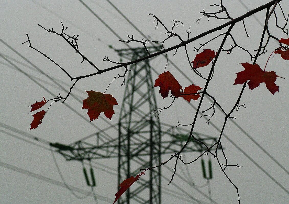 Листья над городом. Тернии провода.