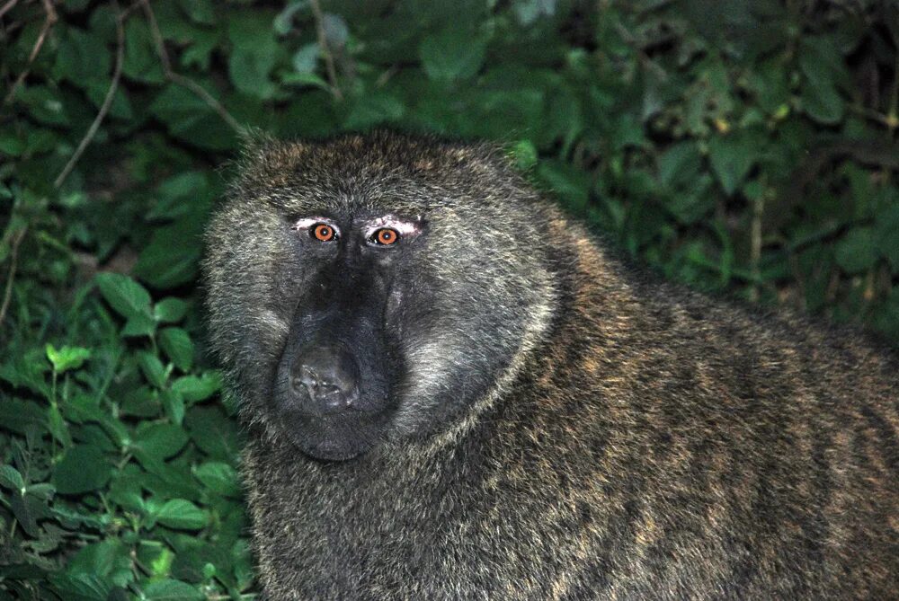 грин бабуин. кустарниковый бабуин. грин бабуин джин. зеленый бабуин. анубис - обезьяна-павиан.