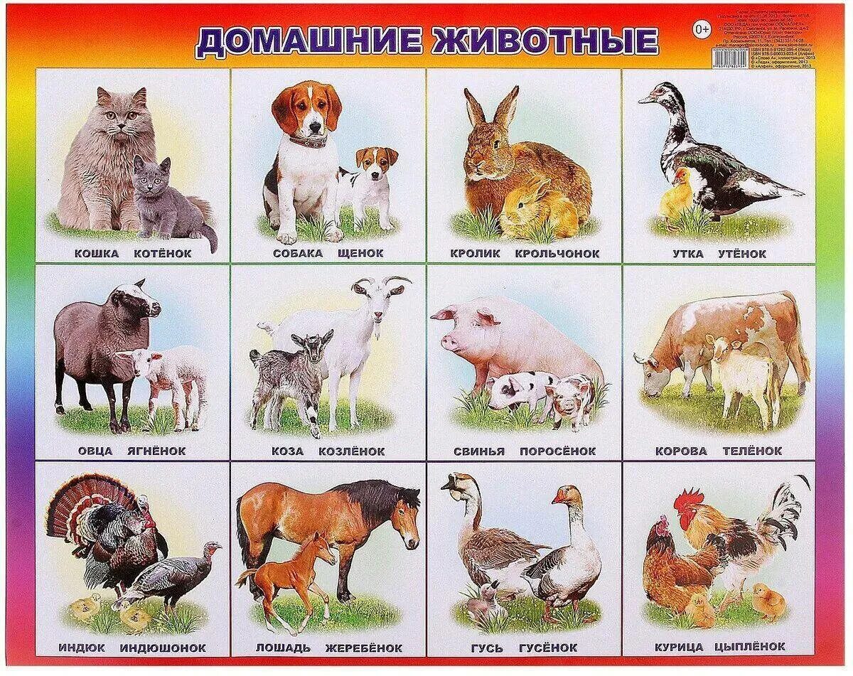 Домашние животные. Плакат. Домашние животные.. Домашние животные дляидетей. Домашние звери.