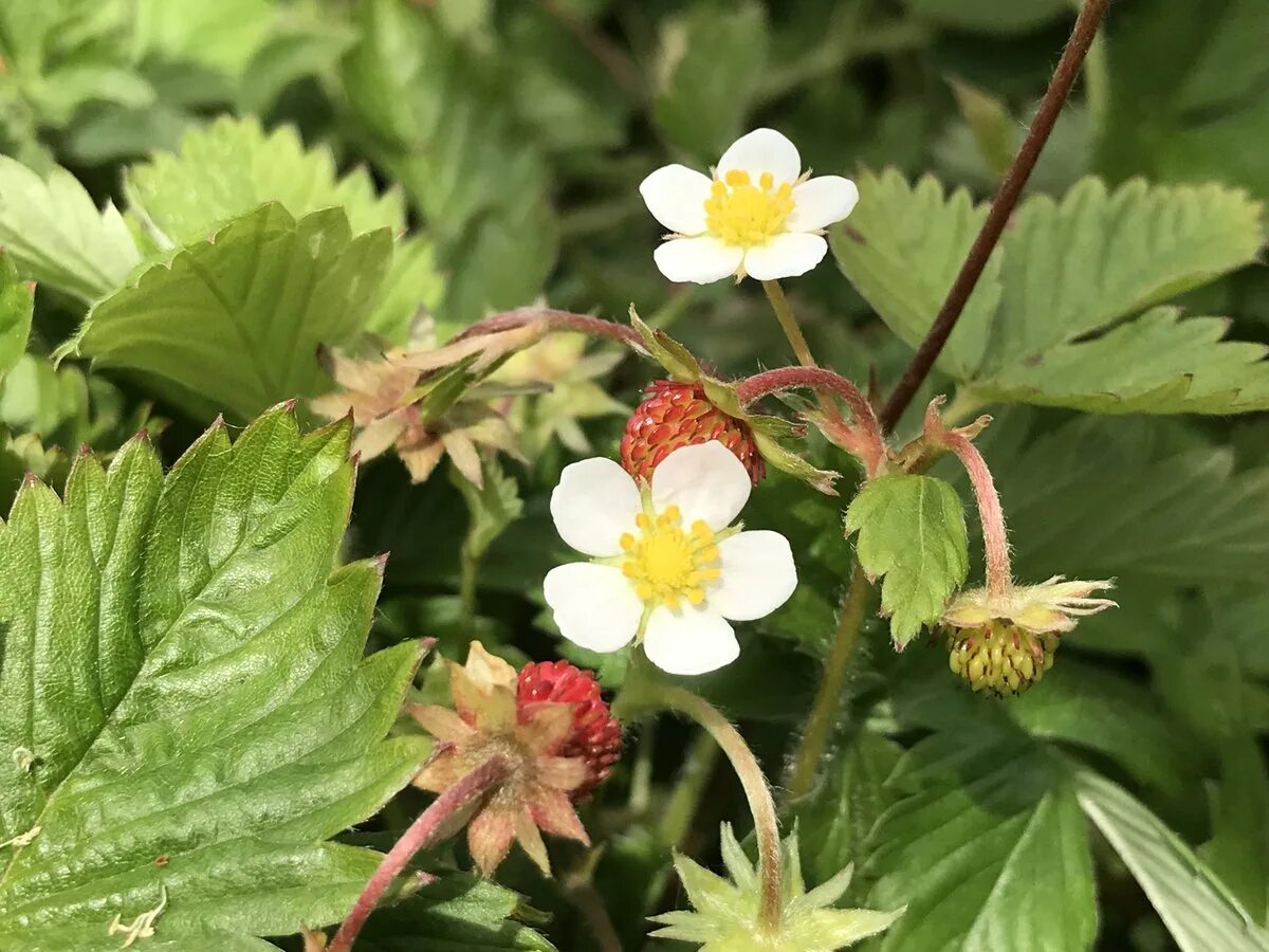 Какие листья растения у земляники. Fragaria vesca. Земляника Лесная. Земляника Лесная мускатная. Земляника мускусная.