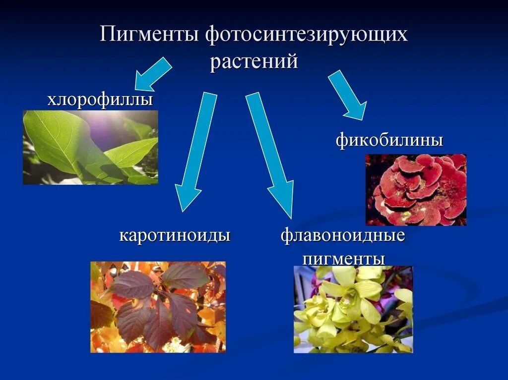 Накопление водорастворимых пигментов. Пигменты растений. Пигменты фотосинтеза. Фотосинтетические пигменты растений. Основные пигменты растений.