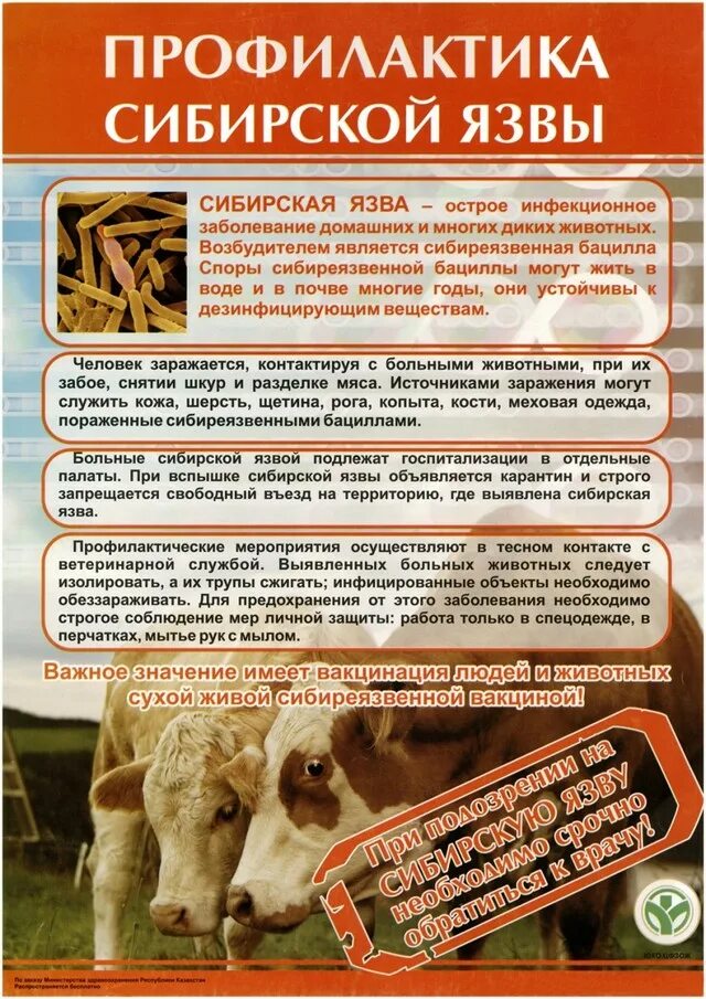 Инфекционные и инвазионные болезни животных. Профилактика бешенства у людей. Инфекционные поражения вируса бешенства. Меры профилактики болезней животных. Лептоспироз эпизоотология ветеринария.