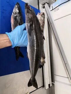 Сайда что за рыба отзывы