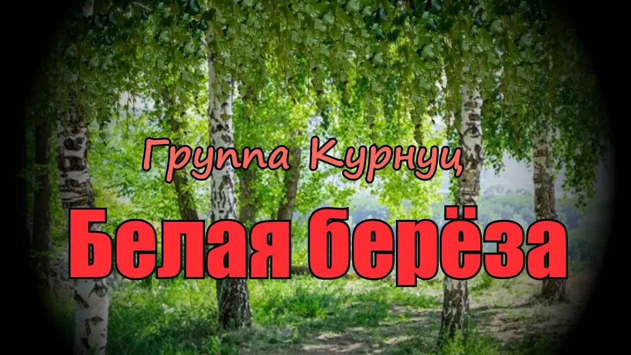 Курнуц белая берёза. Белая береза караоке. Белая берёза слова текст. Белая береза новая песня. Белая берёза я тебя люблю.