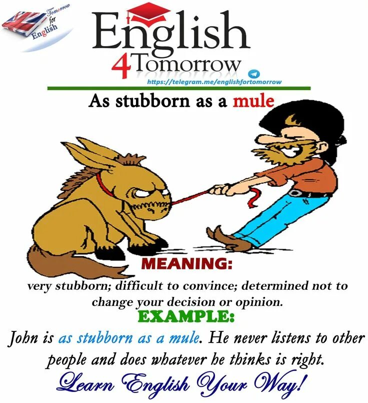 As stubborn as a mule. Tomorrow на английском. stubborn as a mule meaning. stubborn на английском. as stubborn as a mule перевод.