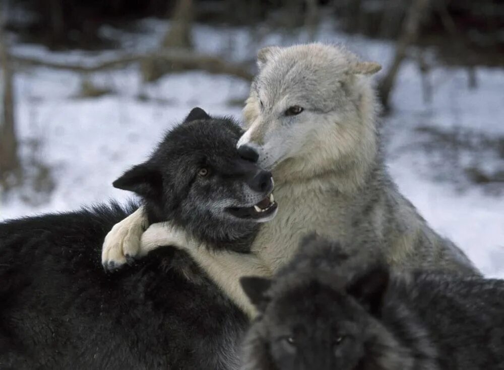Полюбить волка. Волки любовь. Волк и волчица. Влюбленные волки. Два волка.