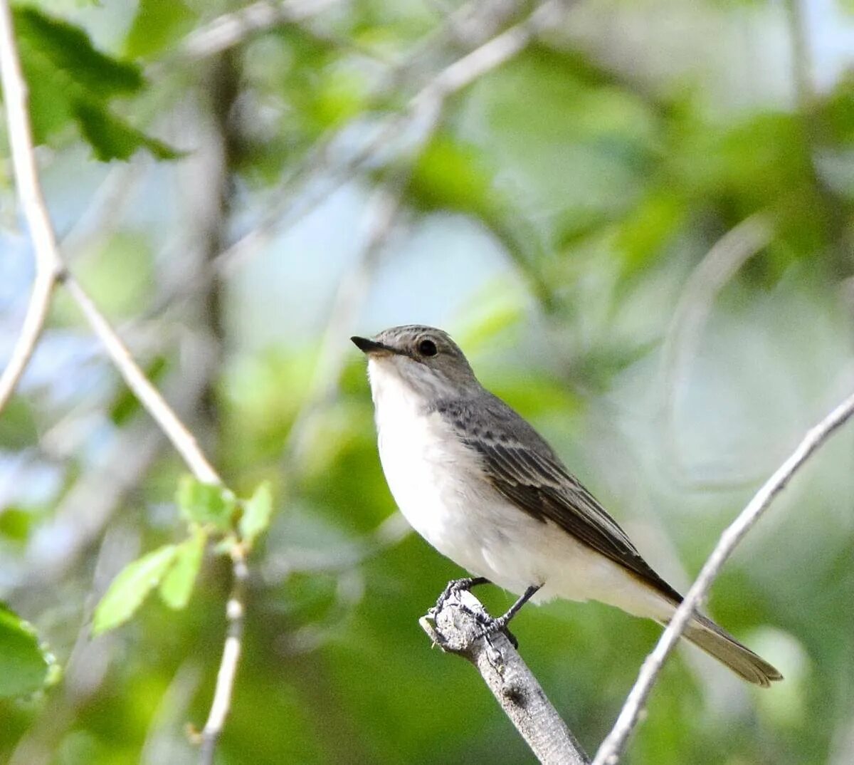 Серая мухоловка (Muscicapa striata). Мухоловка белошейка. Мухоловка серая – Muscicapa striata (Pallas, 1764). Мухоловка пеструшка птенец.