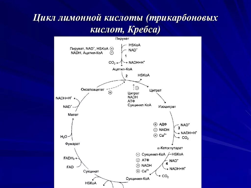 Цикл трикарбоновых кислот Кребса биохимия. Цикл трикарбоновых кислот формулы. Цикл Кребса пируват. Цикл трикарбоновых кислот цикл Кребса АТФ. Цитратный цикл