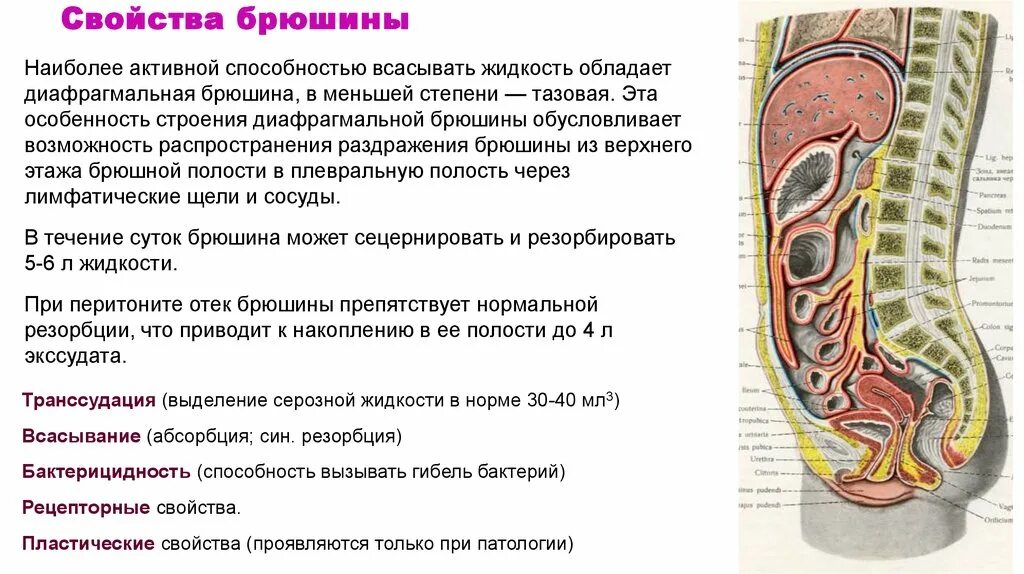 Какие железы расположены в брюшной полости. Строение брюшины и брюшной полости. Брюшная полость и полость брюшины. Брюшина анатомия человека. Строение стенки брюшины.