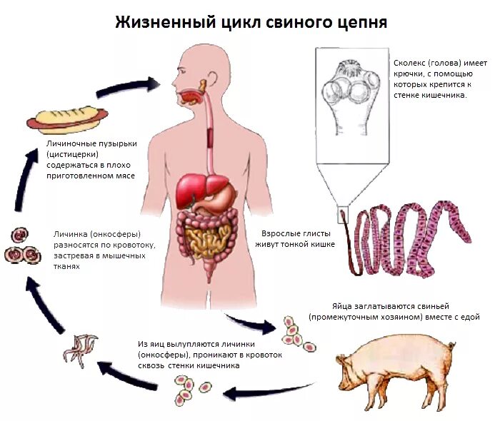 Заболевания вызываемые ленточными червями. Цикл развития свиного цепня схема. Свиной цепень цикл развития схема. Тениоз жизненный цикл схема. Жизненный цикл свиного цепня схема.