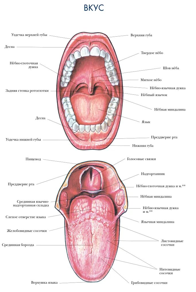 Отверстия полости рта. Ротовая полость анатомия атлас. Строение языка человека снизу. Преддверие полости рта анатомия. Язык строение анатомия.