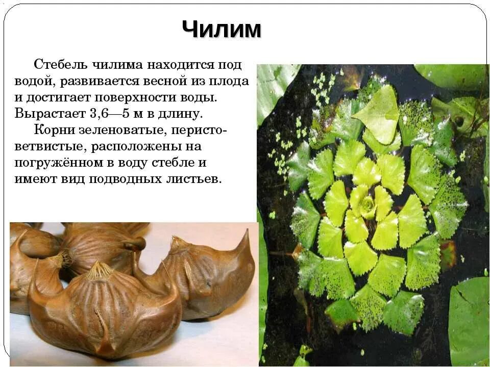 Чилим это. Водяной орех чилим рогульник. рогульник плавающий водяной орех. водяной орех краснокнижный. рогульник плавающий водяной орех красная книга.