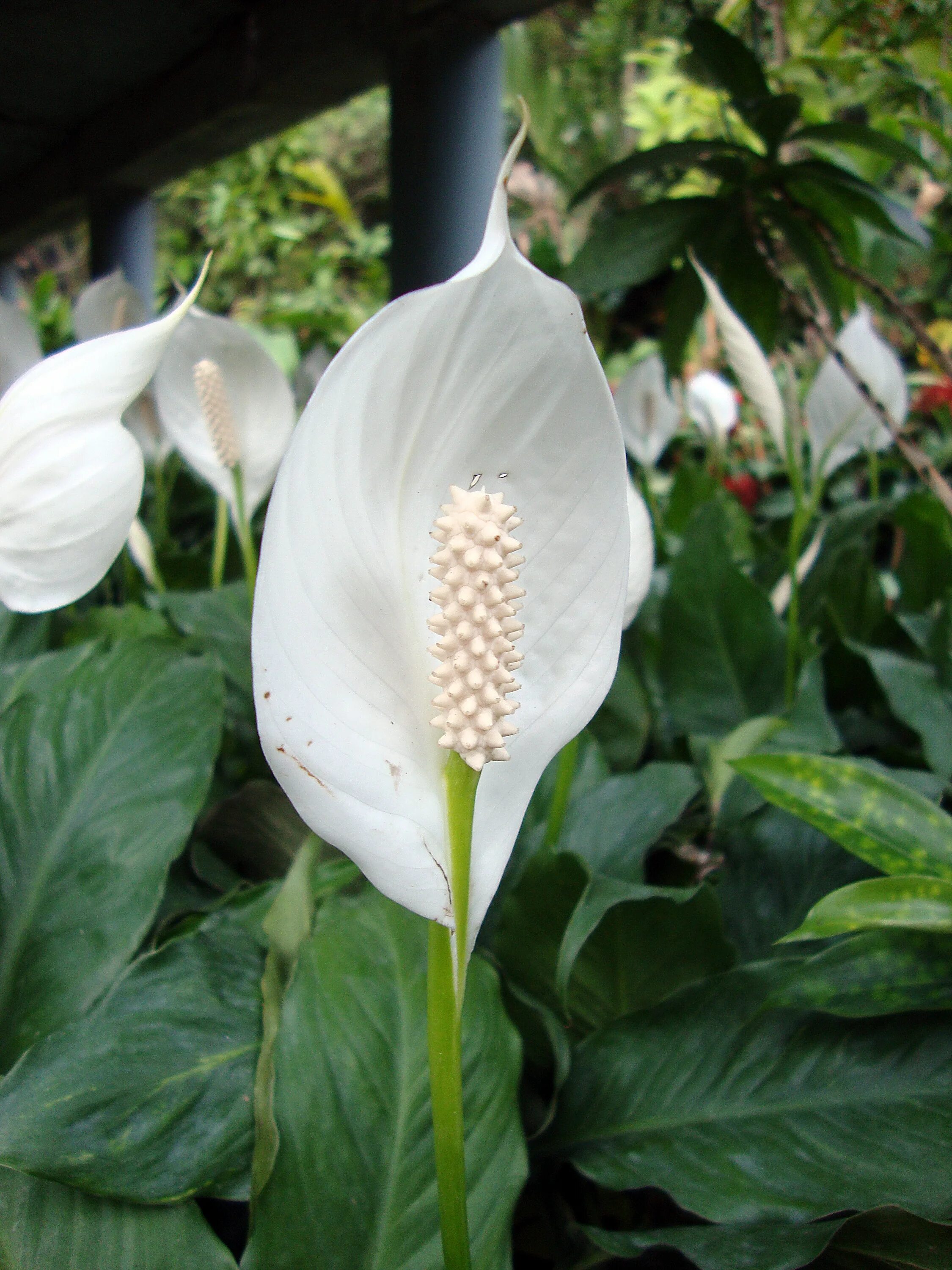 Спатифиллум wallisii. Спатифиллум Уоллиса (Spathiphyllum wallisii). Белокрыльник спатифиллум. Spathiphyllum wallisii растение. Цветок цветет стрелой